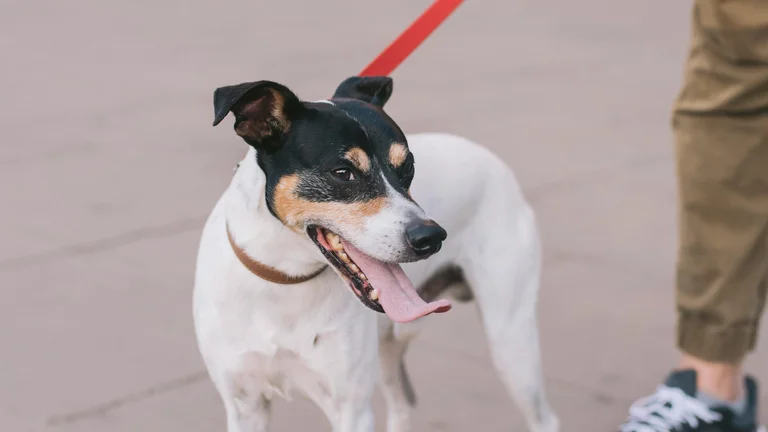 Exercícios Físicos para Pets: Dicas e Benefícios