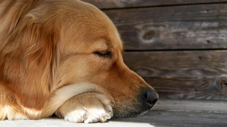 Os Cães Sonham? Entenda o sono deles!