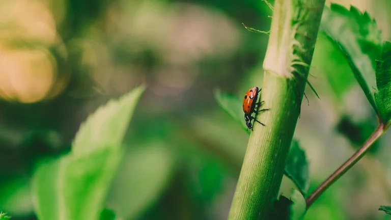 Insetos como Pets: Besouros e Mantis