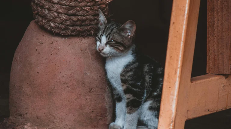 As Personalidades Únicas dos Pets: Entenda Seu Comportamento