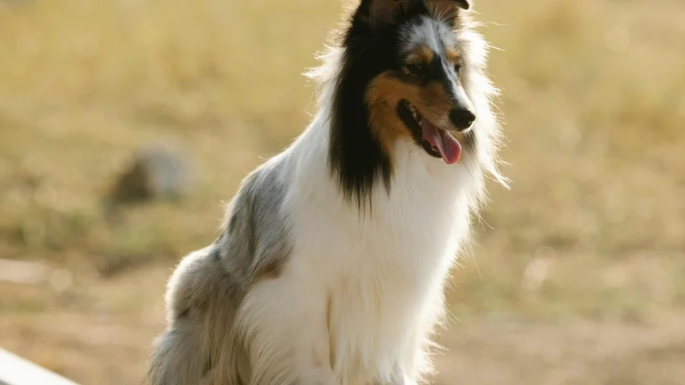 Como Ensinar Seu Pet a Não Pular Cercas