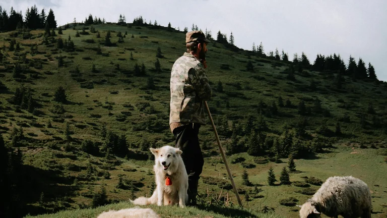Cães Pastores: Funções e Importância na Agropecuária