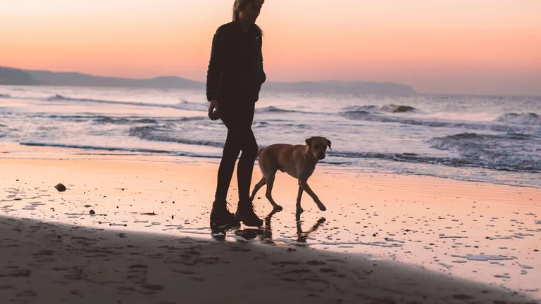 Cuidados Essenciais com Pets Durante Viagens