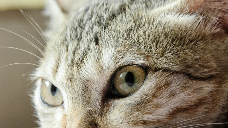 Por que os gatos ronronam? Entenda este fenômeno