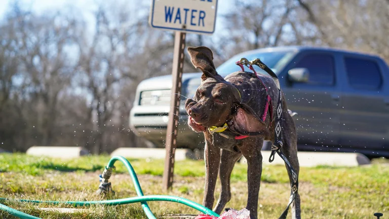 Como Manter Seu Pet Hidratado: Dicas Essenciais