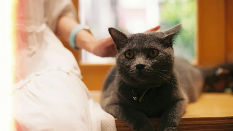 Cuidados Nutricionais para Pets Idosos