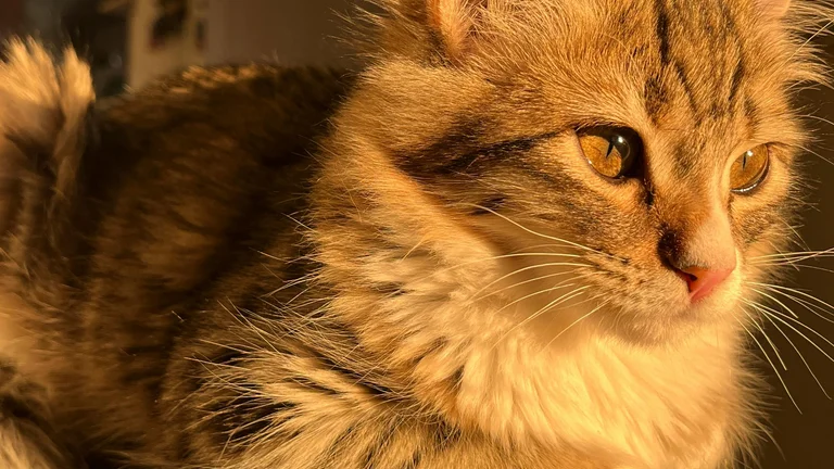 A Vida Secreta dos Pets: O Que Eles Fazem Sozinhos?