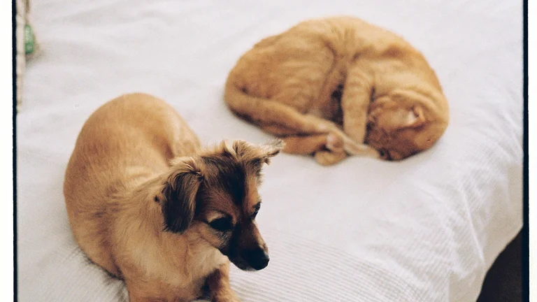 Alimentação Ideal para Pets com Artrite