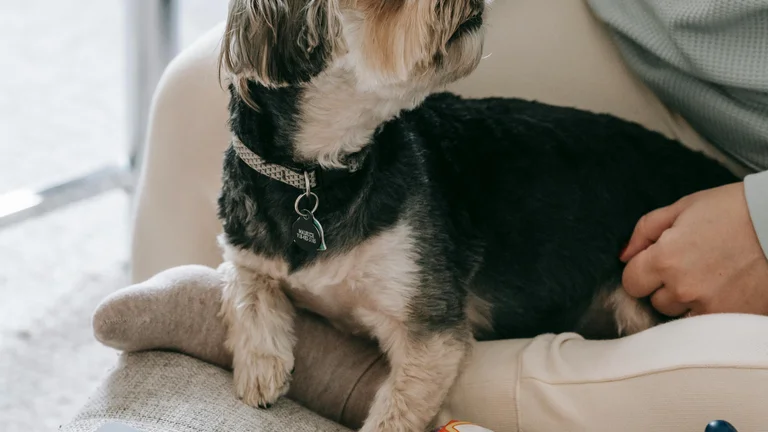 Como Ensinar Seu Pet a Não Morder: Dicas Práticas