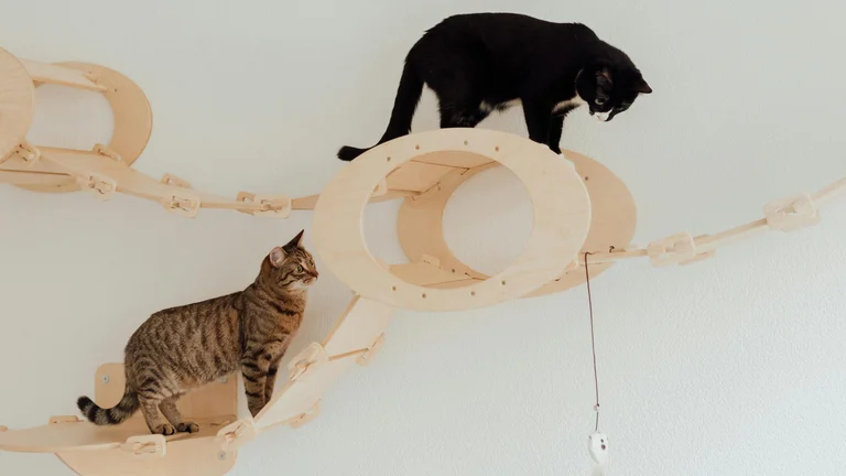 Comportamento de Caça em Gatos: Dicas para Gerenciar
