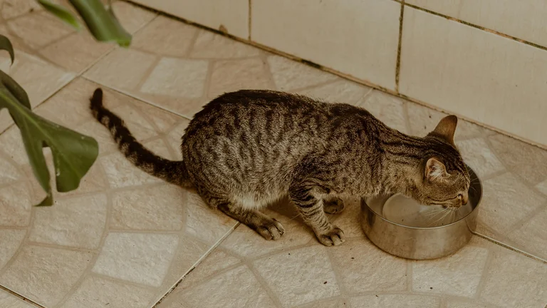 Dicas para Manter seu Pet Sempre Hidratado