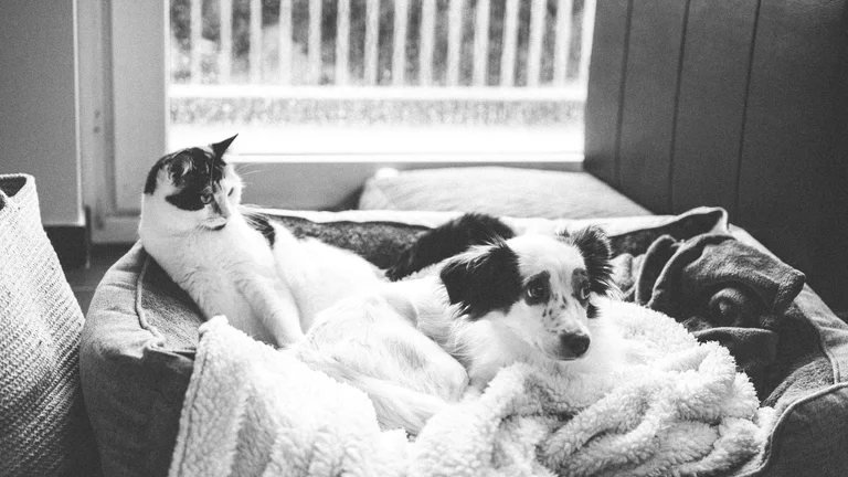 Dicas para Ansiedade de Separação em Cães e Gatos