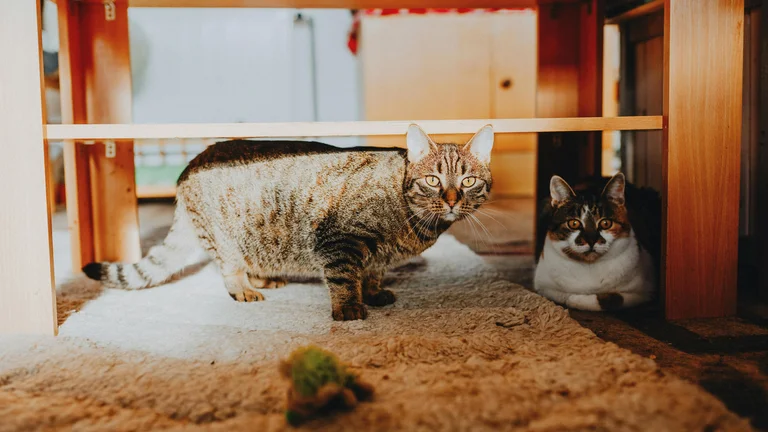 Gatos Burmese: Sociáveis e Vocais - Conheça a Raça