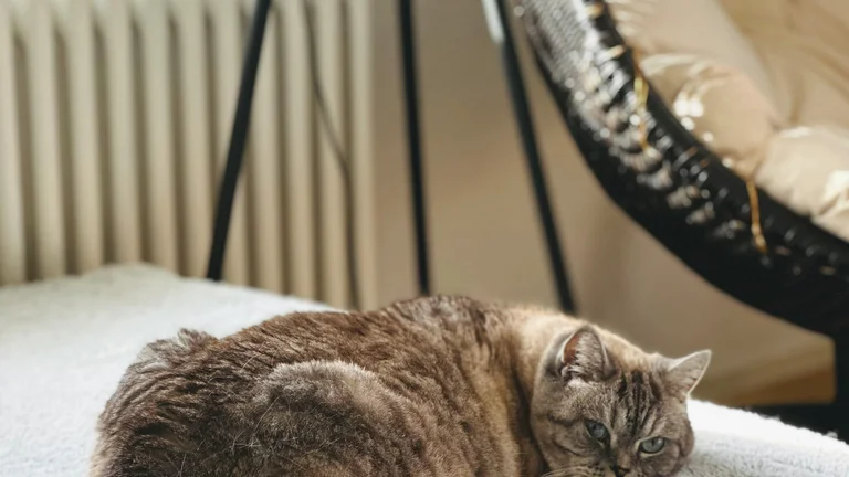 Dicas para Ensinar Seu Pet a Ficar Quieto com Sucesso