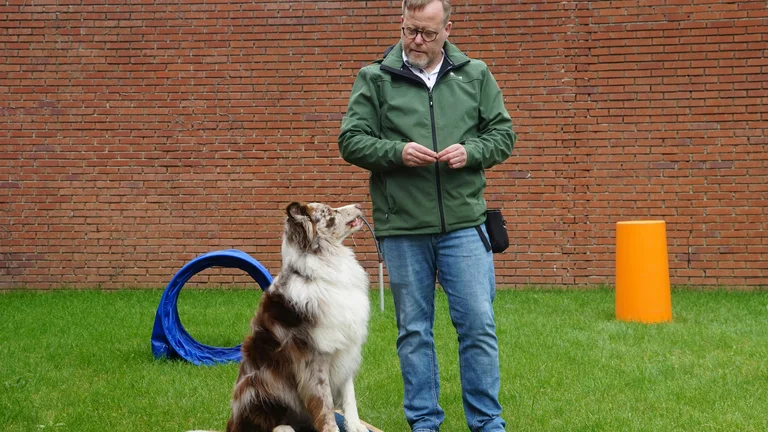 Agility para Cães: Treinamento Eficaz e Divertido