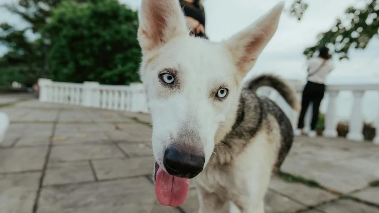 Importância da Socialização de Filhotes para Cães