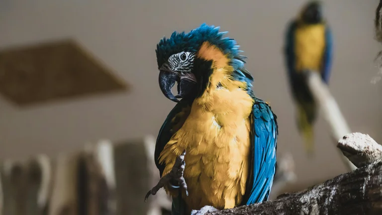 Papagaios e Canários: O Melhor Guia para Aves de Estimação