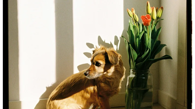 Como Introduzir um Novo Pet em Casa com Sucesso