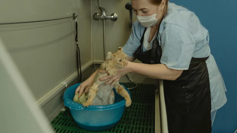 Dietas Eficazes para Pets com Cálculos Urinários