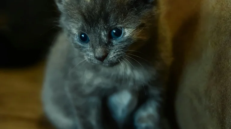 Dicas para Ensinar Seu Gato a Usar a Caixa de Areia