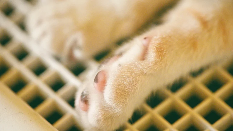Cuidados Essenciais para Pets com Problemas Renais