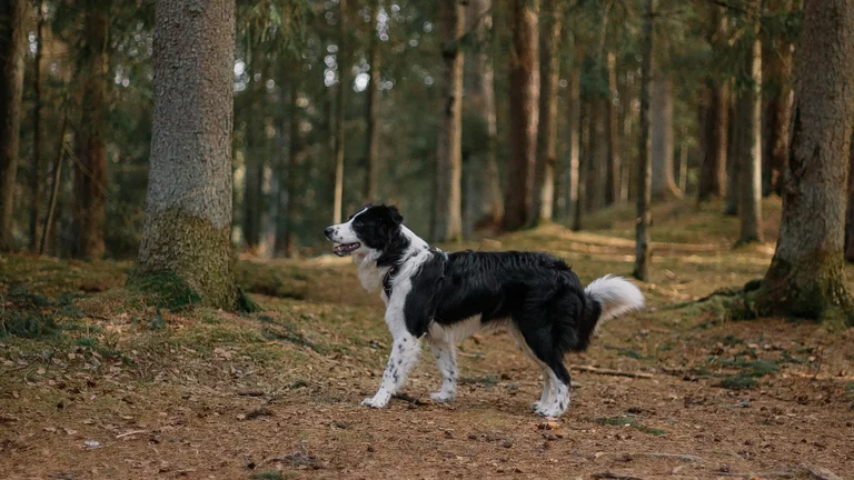 Os Cães: Companheiros Leais e Inteligentes