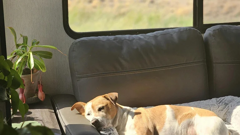 Os Cães Sonham? O Que Sabemos Sobre Isso