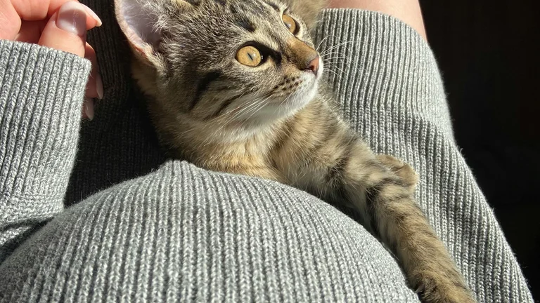 Entenda a Agressividade em Pets: Causas e Soluções