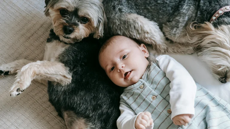 Histórias de Pets Heróis: Lucky e seu ato heroico