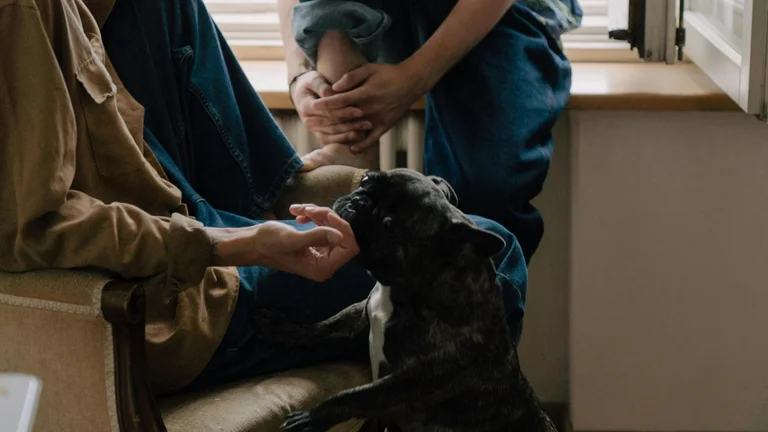 Dicas para Evitar que seu Cão Pule nas Pessoas