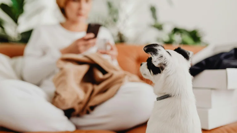 A História da Domesticação de Pets