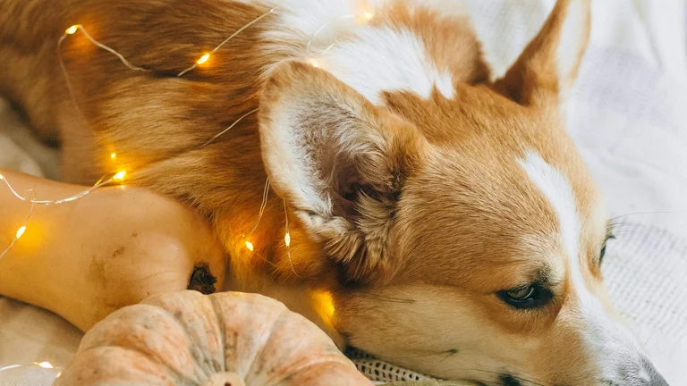 Cuidados com Pets em Climas Frios: Dicas Importantes