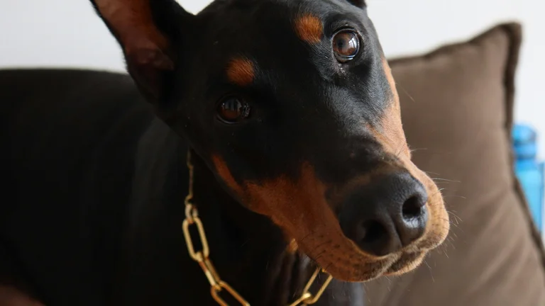 Cães de Guarda: Conheça as Melhores Raças