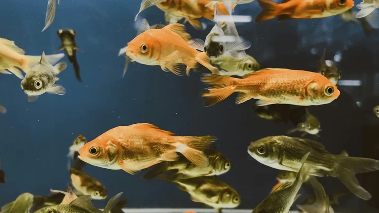 Peixes de Aquário: Conheça as Espécies para Iniciantes