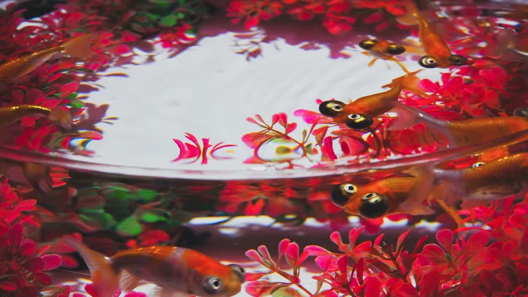 Pets Aquáticos: Peixes e Tartarugas Fascinantes