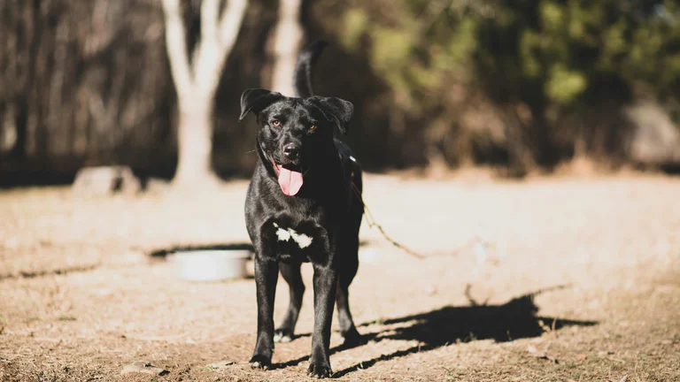 Labrador Retriever: Características e Cuidados Essenciais
