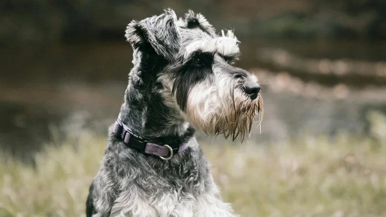 Treinamento de Obediência Básica para Cães - Dicas Essenciais