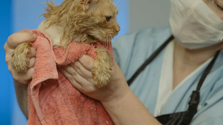 Alergias em Pets: Identificação e Cuidados Obrigatórios