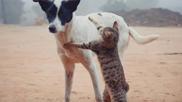 Pets e suas habilidades de comunicação não verbal