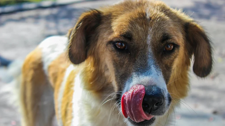 Entenda a Linguagem Corporal do Seu Cão