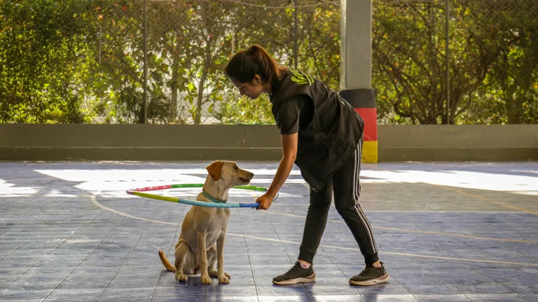 Como Ensinar seu Pet a Buscar Objetos de Forma Divertida