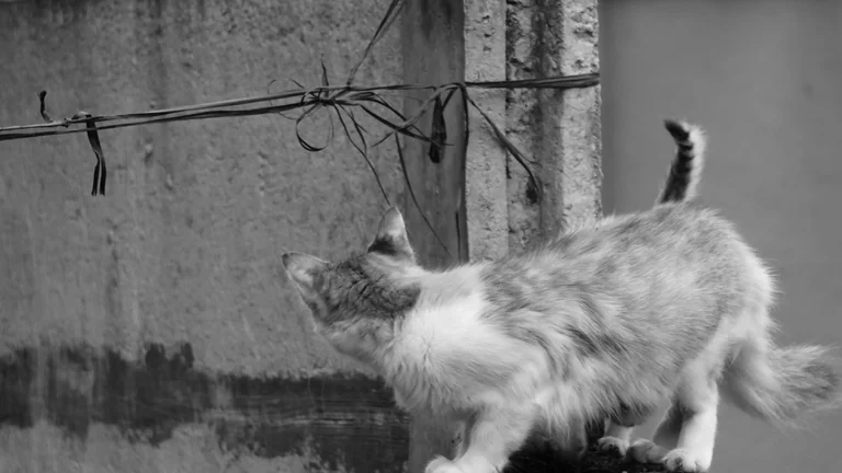 Gatos Abissínios: Dinâmica e Inteligência em Foco