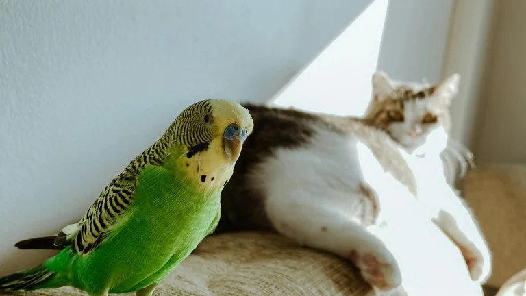 Pets e Suas Personalidades Únicas: Descubra a Delicadeza