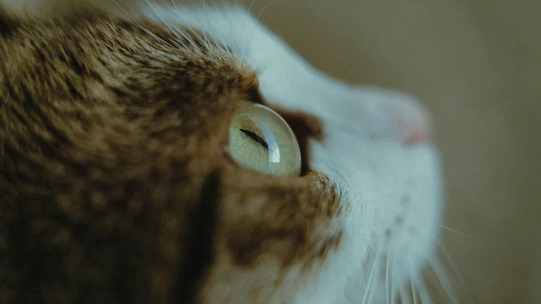 Entenda as pupilas verticais dos gatos