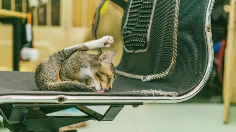 Como Lidar com Comportamentos Obsessivos em Pets