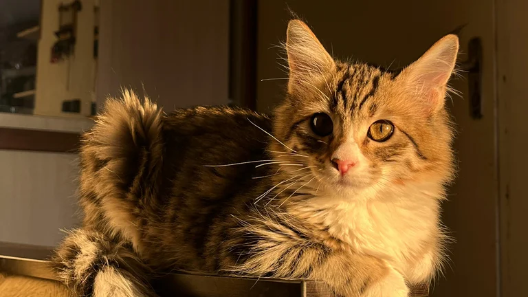 Gatos Maine Coon: A História dos Gigantes Gentis