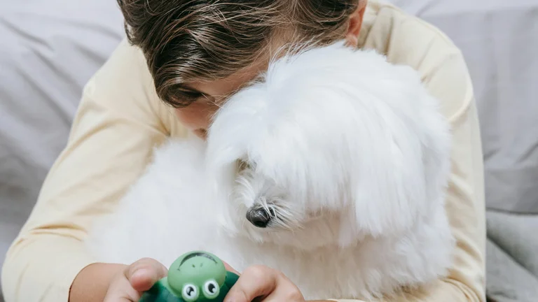 Lidando com Comportamentos Obsessivos em Pets