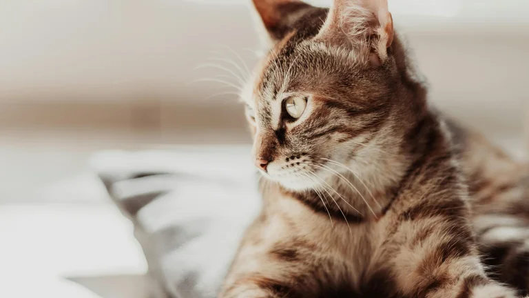 Gatos British Shorthair: Beleza e Personalidade Única