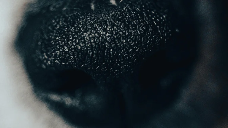 Entenda a Ciência do Olfato Canino