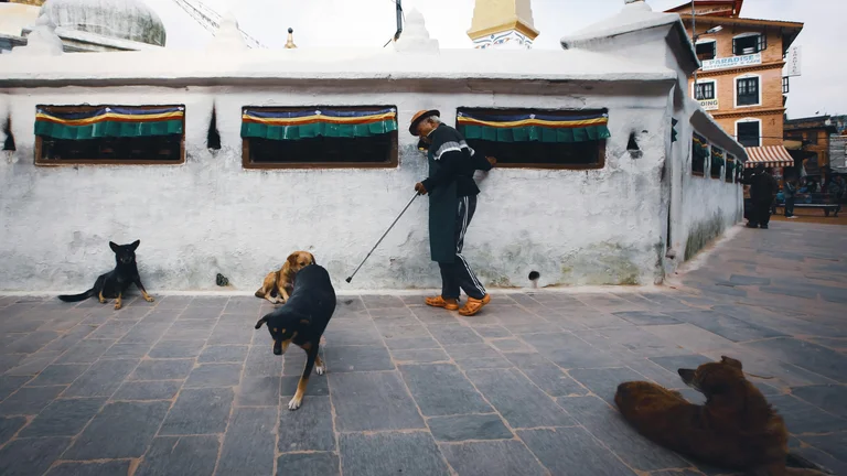 O Papel dos Pets em Culturas ao Redor do Mundo